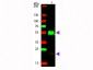 F(ab')2  Anti-RABBIT IgG [H&L]  (Phycoerythrin Conjugated) Pre-adsorbed Secondary Antibody