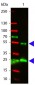 Anti-Goat IgG (H&L)  (ATTO 532 Conjugated) Pre-Adsorbed Secondary Antibody