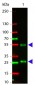 Anti-Goat IgG (H&L)  (ATTO 550 Conjugated) Pre-Adsorbed Secondary Antibody