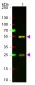 Anti-Goat IgG (H&L)  (ATTO 594 Conjugated) Pre-Adsorbed Secondary Antibody