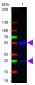 Anti-Mouse IgG (H&L)  (ATTO 425 Conjugated) Pre-Adsorbed Secondary Antibody