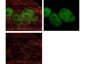 Anti-Mouse IgG (H&L)  (ATTO 425 Conjugated) Pre-Adsorbed Secondary Antibody