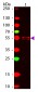 Anti-MOUSE IgG1 (Gamma 1 chain) (ATTO 647N Conjugated)  Secondary Antibody