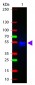 Anti-Rabbit IgG (H&L)  (ATTO 425 Conjugated) Pre-Adsorbed Secondary Antibody