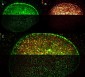 Anti-Rabbit IgG (H&L)  (ATTO 425 Conjugated) Pre-Adsorbed Secondary Antibody