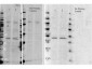 Anti-Rabbit IgG (H&L)  (ATTO 647N Conjugated) Pre-Adsorbed Secondary Antibody