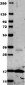 Anti-Human TNF Alpha  Secondary Antibody
