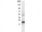 Anti-Human IL-6  Secondary Antibody