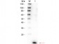 Anti-Human IL-8  Secondary Antibody