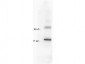 Anti-Human IL-10  Secondary Antibody