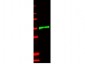 Anti-Human IL-1 Receptor Type IL  Secondary Antibody