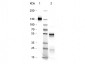 RABBIT IgG (BULK ORDER)