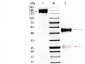 RABBIT IgG (BULK ORDER)