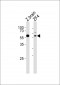 (DANRE) papl Antibody (C-term)