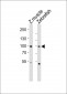 (DANRE) znf148 Antibody (Center)