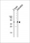 (DANRE) mapk12 Antibody (C-term)