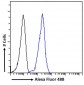 LRP6 Antibody (internal region)