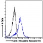 Histamine Receptor H1 (C Term) Antibody (C-Term)