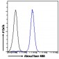 CD56 / NCAM1 (isoform 2) Antibody (internal region)