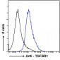 TGFBR1 (aa50-63) Antibody (internal region)