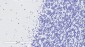 Doublecortin / DCX  (aa232-242) Antibody (internal region)