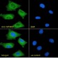 MTMR9 (C Terminus) Antibody (C-Term)