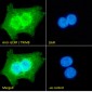 GERP / TRIM8 Antibody (C-Term)