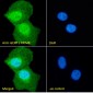 GERP / TRIM8 Antibody (C-Term)