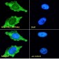 PRL1 / PTP4A1 Antibody (C-Term)