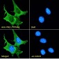 PRL1 / PTP4A1 Antibody (C-Term)