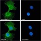 Plexin D1 Antibody (internal region)