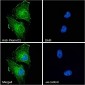 Plexin D1 Antibody (internal region)