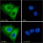 Tryptophan hydroxylase 2 / TPH2 Antibody (internal region)