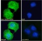 CXCR3 / GPR9 Antibody (C-Term)