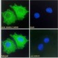 CXCR3 / GPR9 Antibody (C-Term)