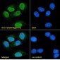 GADD45gamma (aa 18 to 28) Antibody (internal region)