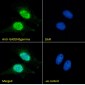 GADD45gamma (aa 18 to 28) Antibody (internal region)