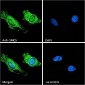 SMC5 Antibody (Internal region)