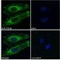 TGFBI Antibody (internal region)