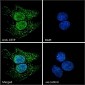 CETP Antibody (N-Term)
