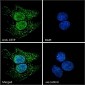 CETP Antibody (N-Term)