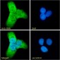 RAN (aa 197-210) Antibody (C-Term)