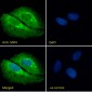 SDF4 (aa161-175) Antibody (internal region)