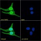 RORC (aa200-212) Antibody (internal region)