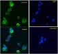 Doublecortin / DCX  (aa232-242) Antibody (internal region)