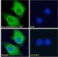 Doublecortin / DCX  (aa232-242) Antibody (internal region)