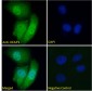 KEAP1 (aa41-53) Antibody (internal region, near N-Term)