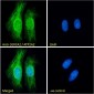 SERCA2 / ATP2A2 Antibody (internal region)