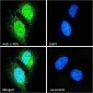 c-FOS (aa283-295) Antibody (internal region)