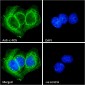 c-FOS (aa283-295) Antibody (internal region)